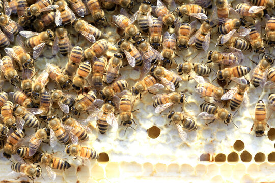 Macro image of the working bees on honey cells. Bee on honeycomb. Apiculture. Close up of a frame with a wax honeycomb of honey with bees on them. Apiary workflow. panoramic, copy space.
