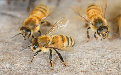 Macro image of the working bees on honey cells. Bee on honeycomb. Apiculture. Close up of a frame with a wax honeycomb of honey with bees on them. Apiary workflow. panoramic, copy space.