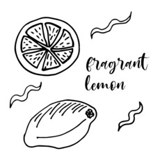 Lemon vector doodle elements and lettering set. Hand drawn outline of whole fruit, lemons on a branch, cut lemon. Black line art on white.