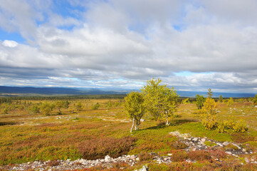 Fototapeta premium Nationalpark Sonfjället in Schweden