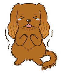 おびえるキャバリア（ルビー）