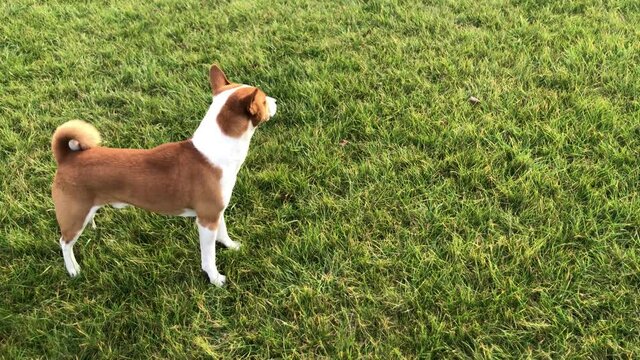 Royal basenji dog runing  like small horse on green lawn and mixed breed dog trying to play with it
