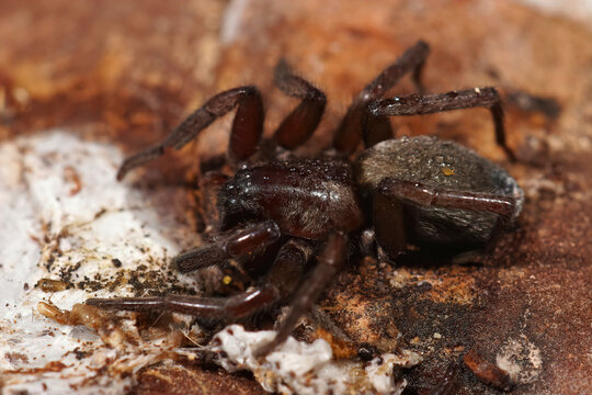 Closeup on a dark hairy ground spider, Scotophaeus hiding