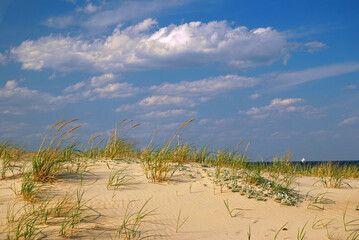 Grasses grow from the sand dunes along gthe coast.  The sand dunes protect the inland areas from storms and flooding 