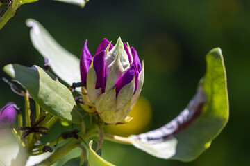 Closeup shot of a Rhododendron flower