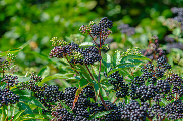 Bunches of black elderberry in the forest. Elderberry, black elderberry, European elderberry....