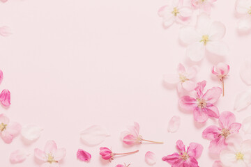 pink and white apple flowers on pink  background