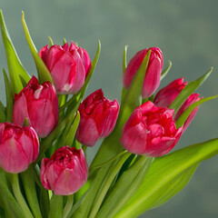 red tulips on green background