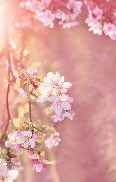 pink and white apple flowers in sunlight outdoor © Maya Kruchancova