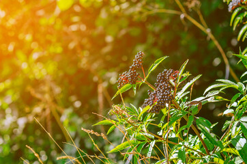 Bunches of black elderberry in the sunlight. Elderberry, black elderberry, European elderberry....