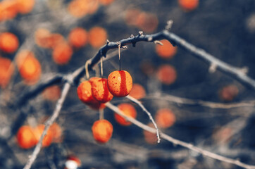 Very beautiful autumn screensaver with bright accents. Dry brown branches without leaves with orange plum berries .