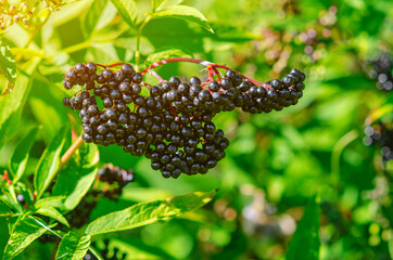 Large bunch of black elderberries. Beautiful photo for illustrations. Blurred background.
