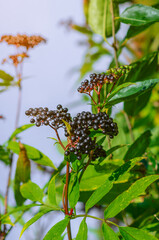 Bunch of black elderberries with green leaves. Blue sky background. Sunbeams.