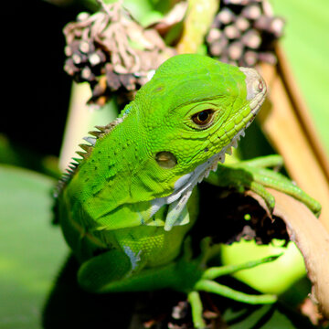 Lizard