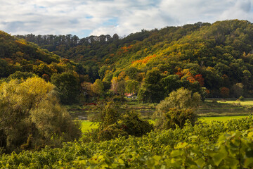 Weinanbau im Elbtal bei Meissen in Sachsen