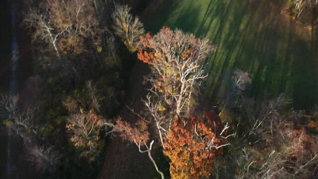 Aerial view of a park with colourful trees in autumn in sunset right outside Vienna, Austria, Europe