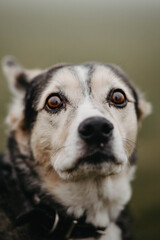 lonely dog for a walk in foggy weather in nature.