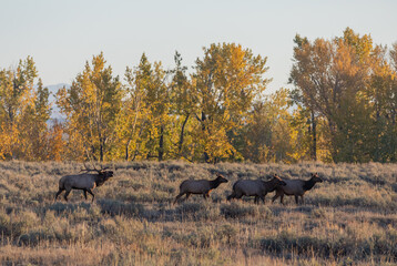 Bull and Cow Elk During the Fall Rut in Wyoming