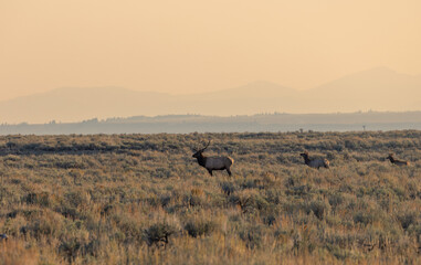Fototapeta na wymiar Bull and Cow Elk During the Fall Rut in Wyoming