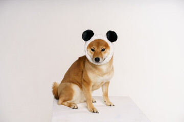 Funny dog shiba inu sits on a light background with a bandage on his head in the form of a panda....
