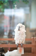 Cockatoo. A white beautiful parrot is resting on the wooden piece. Soft focus and shallow depth of field.