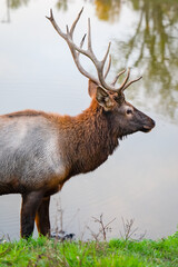 Male Bull Elk with large antlers standing in grass by a lake