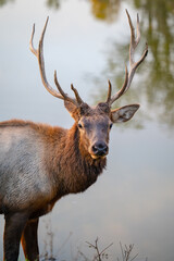 Naklejka na ściany i meble Male Bull Elk with large antlers standing in grass by a lake