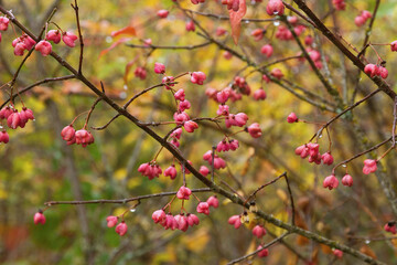 Pink fruits of the shrub Euonymus europaeus with raindrops