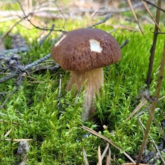 mushroom in the forest