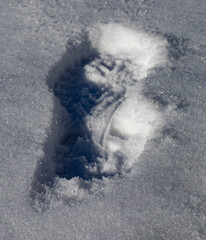 Footprint in a fresh snow