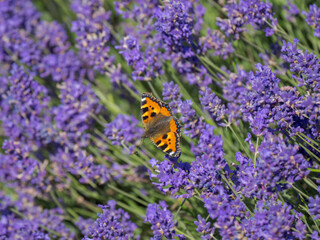Small Tortoiseshell Butterfly on Lavender