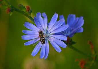 Lovely small blue wild flower close up