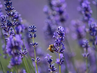 Honey Bee Feeding on Lavender