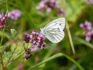 Green-veined White Feeding on Marjoram