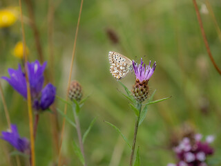 Chalkhill Blue Butterfly Resting Wings Closed