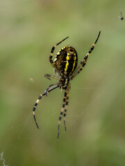 Female Wasp Spider on a Web