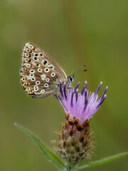 Chalkhill Blue Butterfly Resting Wings Closed