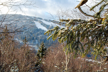 Schnee bedeckte Tannenzweige, im Hintergrund ein Berg mit Skipiste im Bayerischen Wald