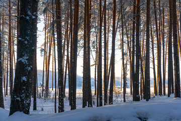 In a dense pine forest in winter