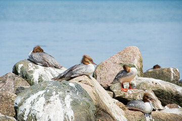 Ein Gänsesäger schläft auf einem Stein am Meer von der Seite