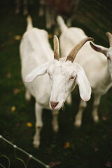 Obraz premium Dairy goats grazing in a field during the summer season in Ontario, Canada.
