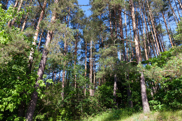 coniferous trees in the summer