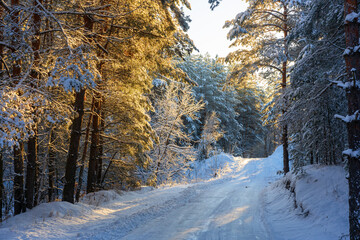 Winter snow road in the pine forest