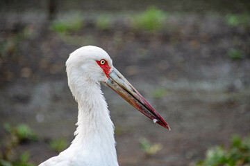 Ein Maguaristorch im Profil