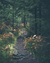 Beautiful scenery of muddy path with plants, grass and trees in forest