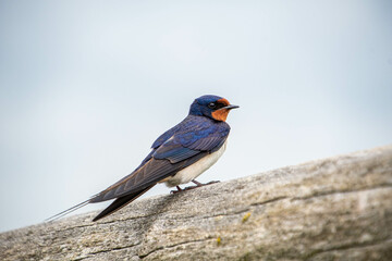Eine Rauchschwalbe sitzt auf einem Holzbalken