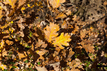 deciduous trees in the autumn season during leaf fall