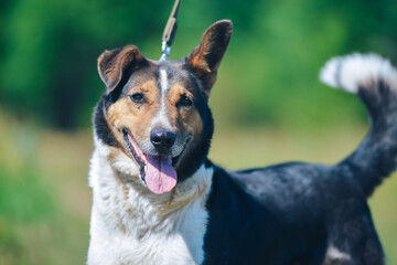 joyful mongrel dog from the shelter on a walk