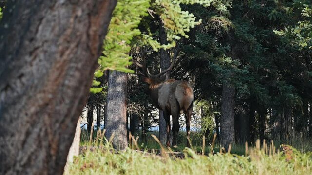 Largest Elk with horns walking into deep forest at national park
