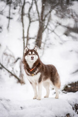 Husky Dog in snow and winter